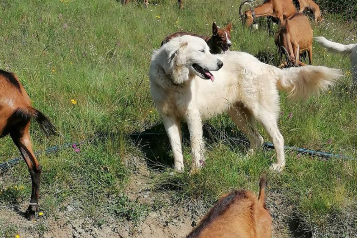 I cani da guardiania sono molto efficaci nel proteggere le mandrie al pascolo